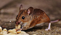 24 Hour & Emergency Exterminators in Willis, VA